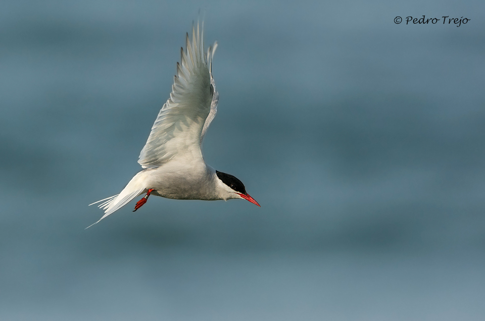 Charrán ártico (Sterna paradisea)